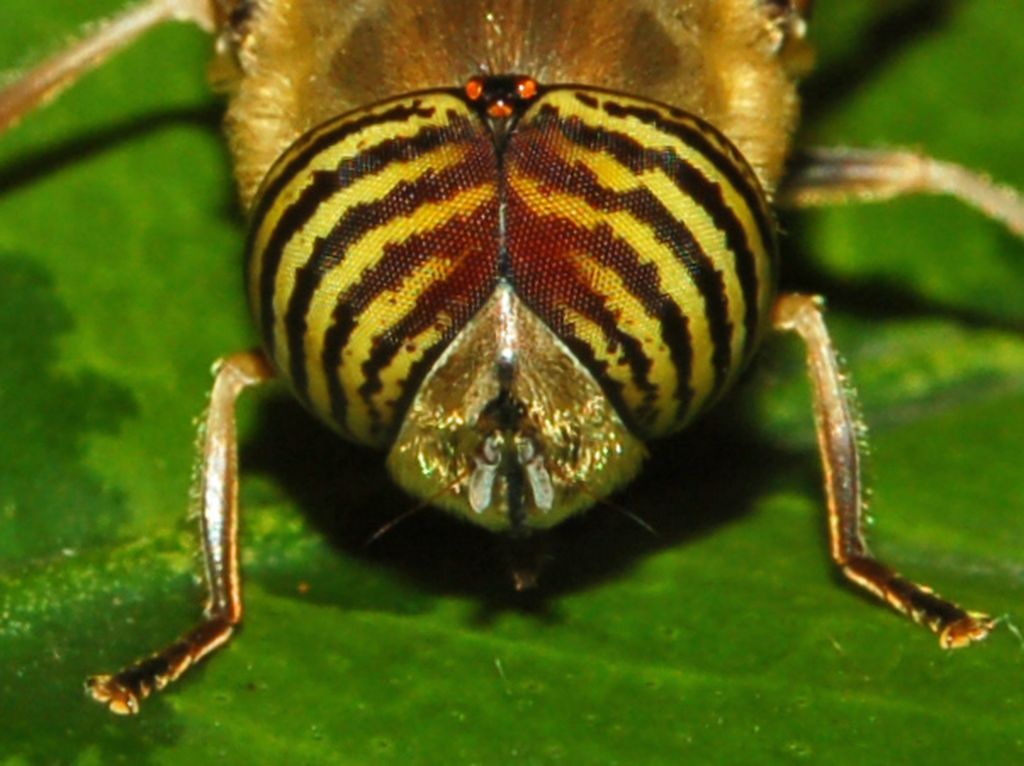 Le striscie sugli occhi: Eristalinus taeniops M (Syrphidae)